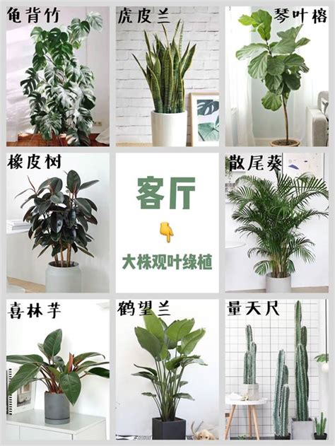 玄關植物風水|居家風水｜玄關風水大揭密：必知的10大要點，讓你風生水起